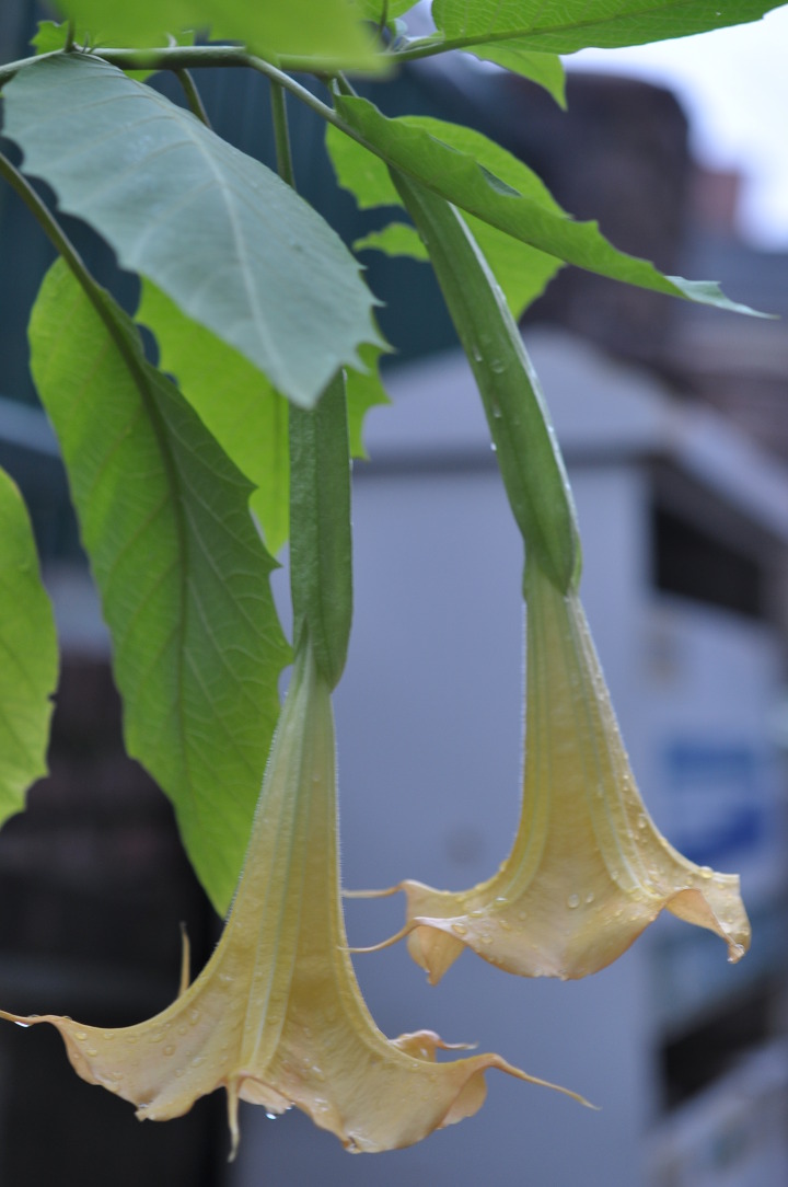 망울 이미지