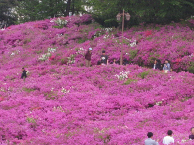 꽃사랑 이미지