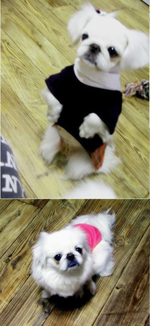 도도 이미지