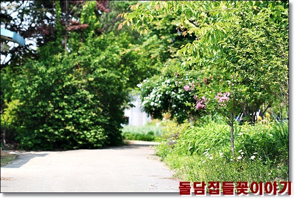 들꽃이야기 이미지
