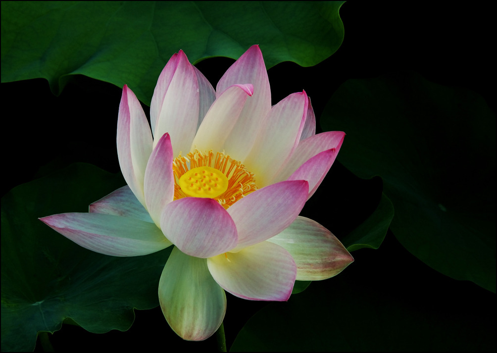화련 이미지