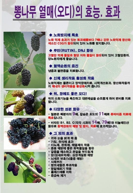 오디 이미지