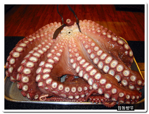 문어이야기 이미지