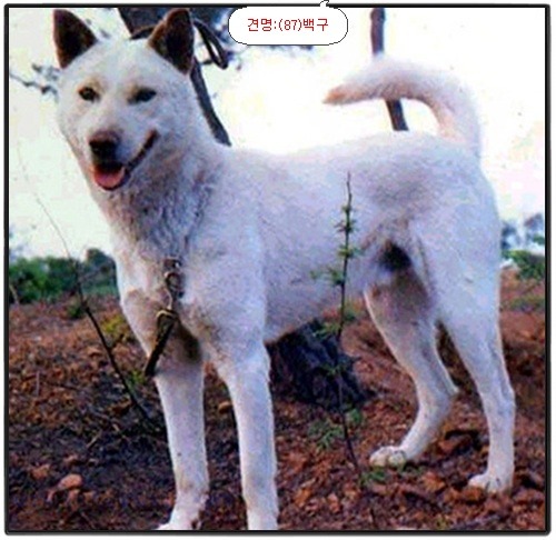 백구 이미지