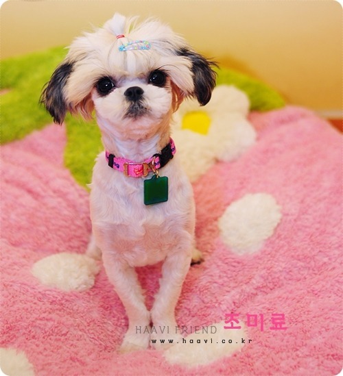 다루야 이미지
