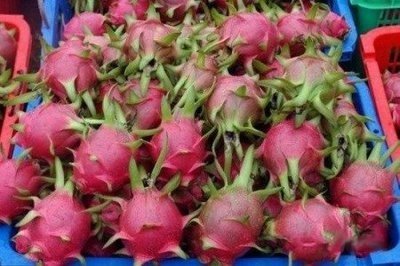 신기야채 이미지
