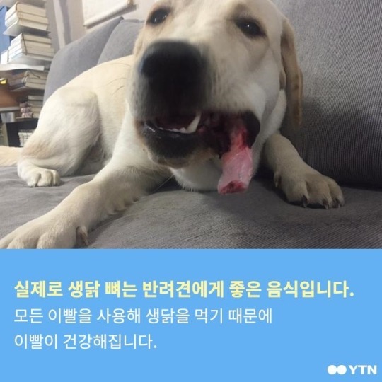 개와 닭 뼈에 관한 오해 | 인스티즈