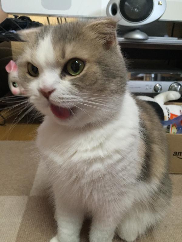 뭐?! 사료가 떨어졌다구?!.JPG | 인스티즈