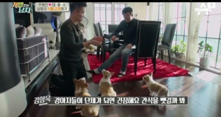 [개밥주는남자] 웰시코기 삼둥이 대중소 식탐고치기 (feat.갓형욱) | 인스티즈
