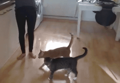 나만 없어 고양이 나만... | 인스티즈