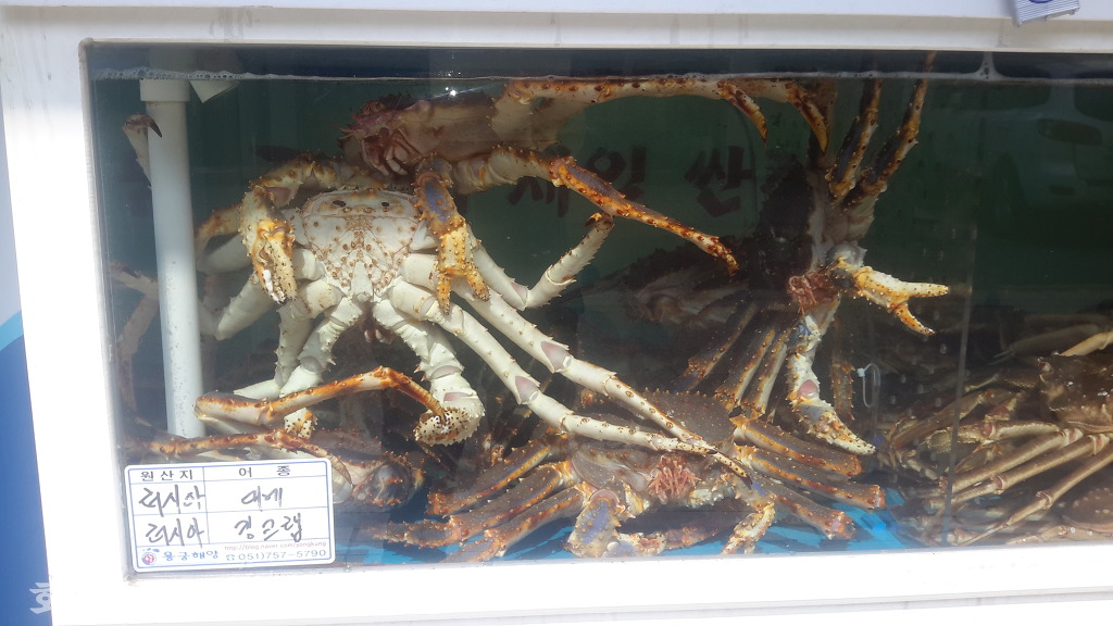 장어킹 이미지