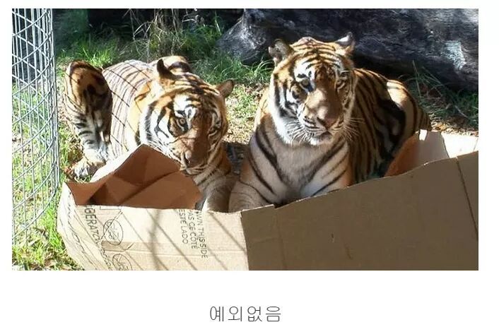 숨길수없는 고양이과의 본능 | 인스티즈