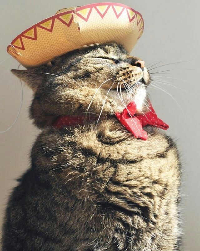 귀여운 고양이들 | 인스티즈