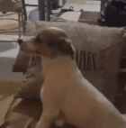 컨저링을 보는 개.gif | 인스티즈