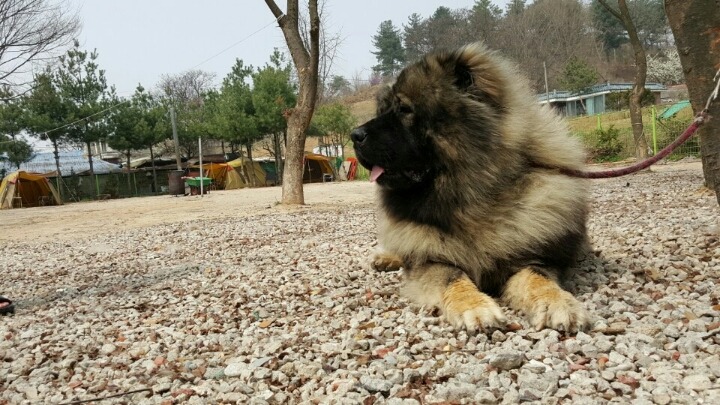 바론 이미지