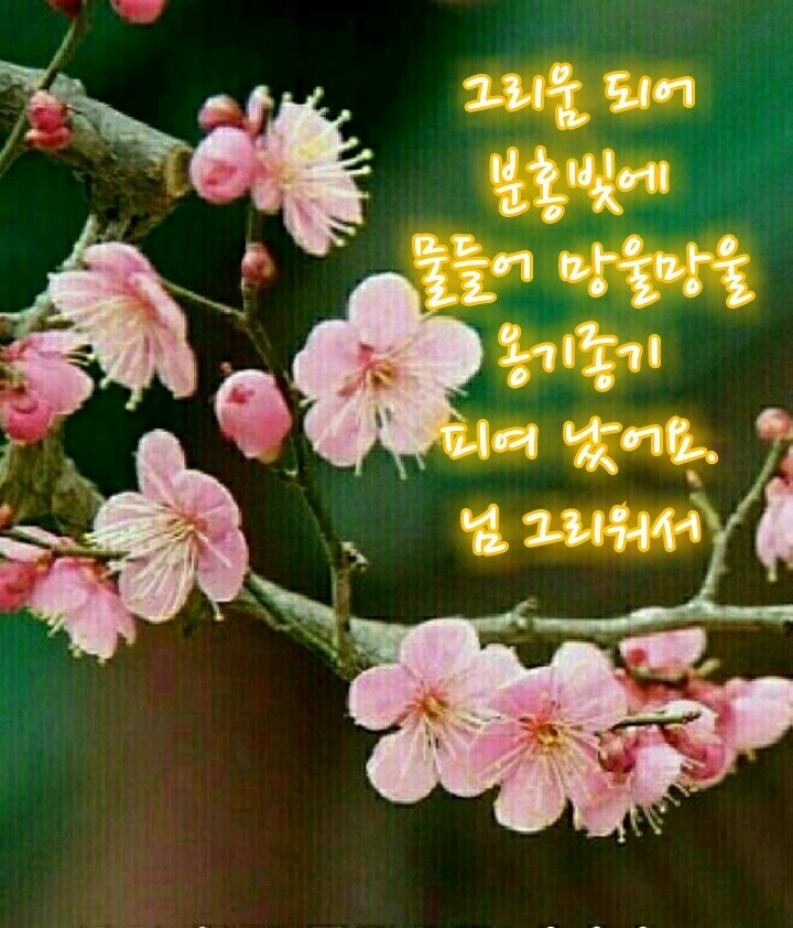 꽃봄봄 이미지
