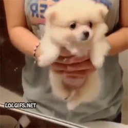 수영하는 귀여운 멍멍이.gif | 인스티즈
