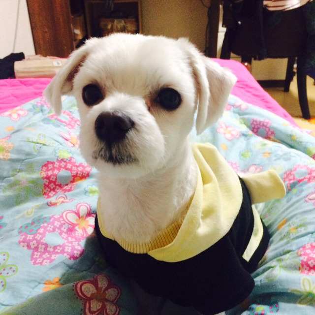 광명시도덕산 에서 잃어버린 몽쉘이..(말티즈,수컷,4살) | 인스티즈