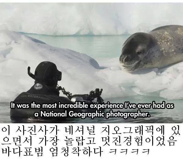인간을 자기 동족인줄 알았던 바다표범 jpg | 인스티즈