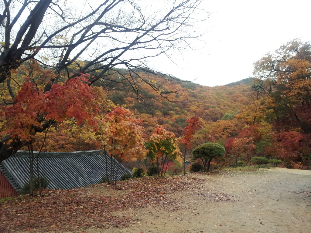 용문사 이미지