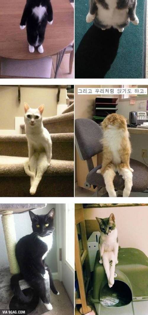 고양이 진화설 | 인스티즈