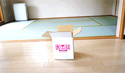 어렵게 들어가는 냥이 | 인스티즈