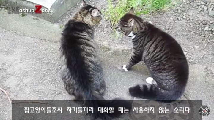 고양이가 "야옹~"하고 우는 이유는?? | 인스티즈