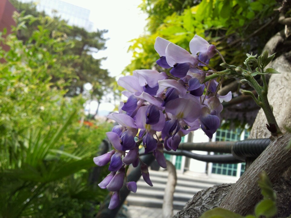 솔잎다방 이미지
