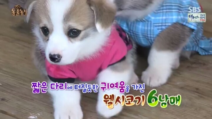 [동물농장] 웰시코기 6남매.jpg | 인스티즈
