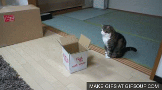 고양이 박스.gif | 인스티즈
