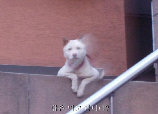 참 이미지