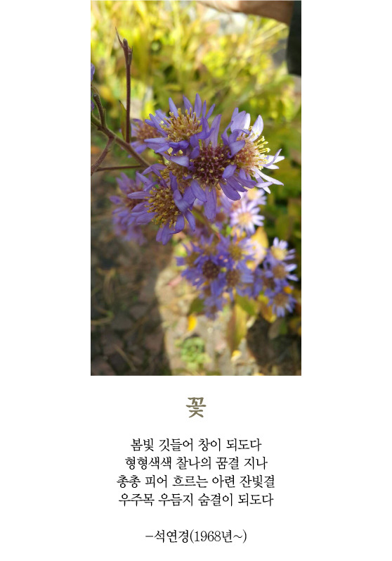생명나무 이미지
