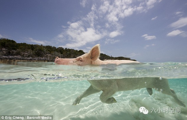 세상에서 제일 행복한 돼지들 | 인스티즈