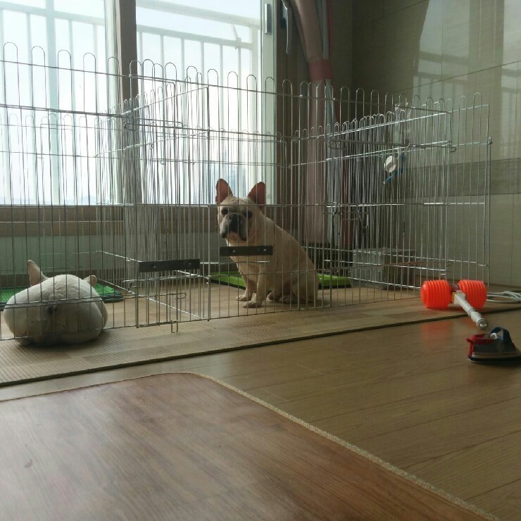 포포모모 이미지