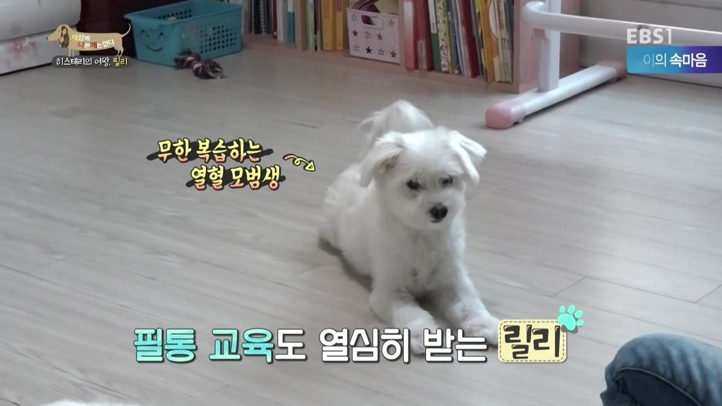 [세상에나쁜개는없다] 가족들에게 짖고 무는 강아지 릴리햏 | 인스티즈