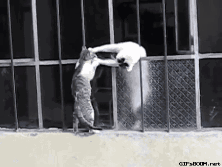 아깽이 데리고 가는 엄마고양이.gif | 인스티즈