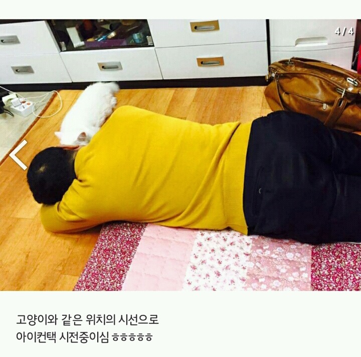 집에 고양이 데려오지 말라던 아부지 . JPG | 인스티즈