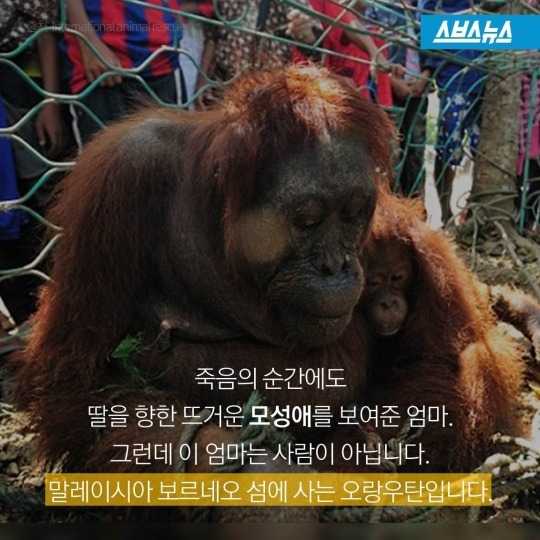 숲속에 사는 사람들 | 인스티즈