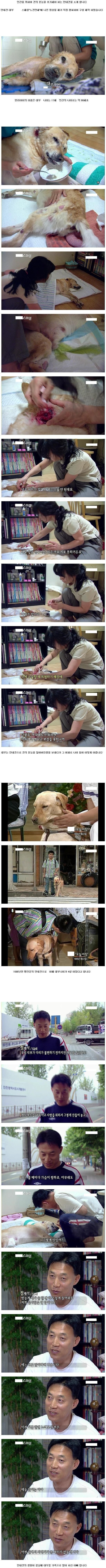 맹인 안내견의 최후.. | 인스티즈