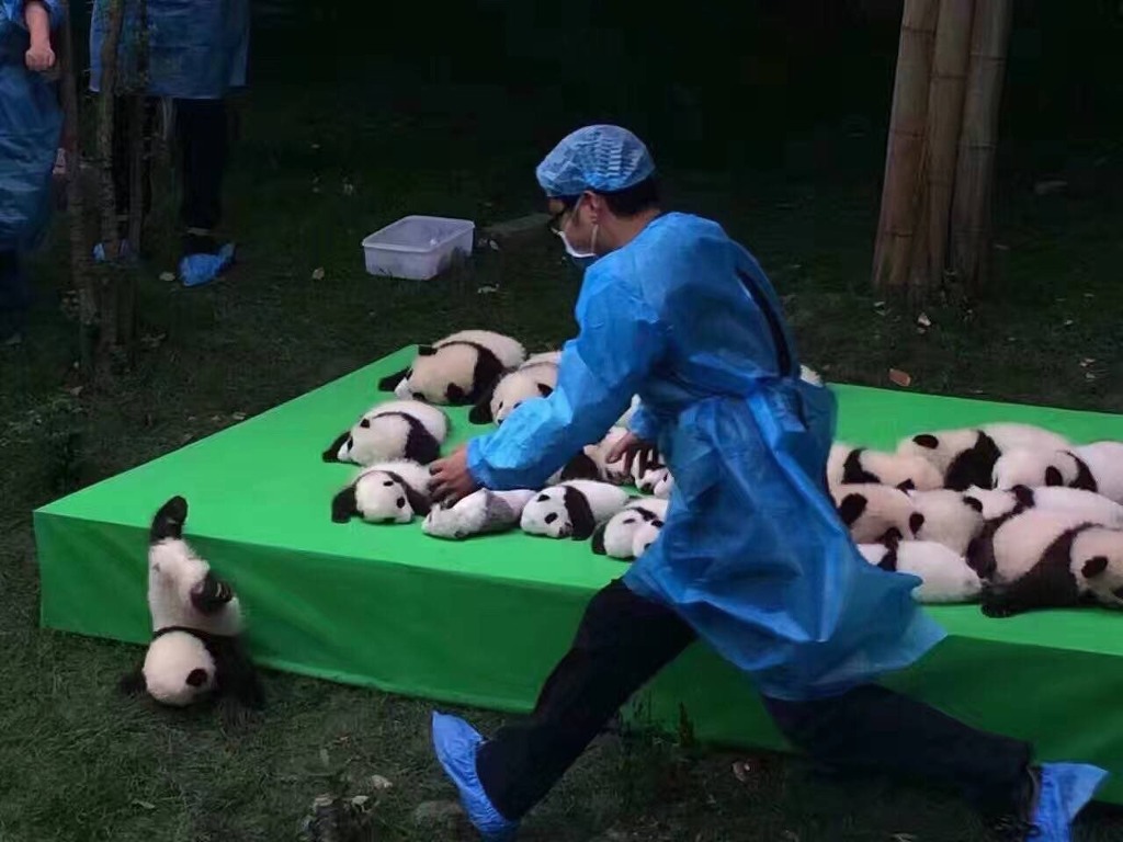 너무 너무 너무 너무 귀여운 중국 아기판다들(심쿵주의) | 인스티즈