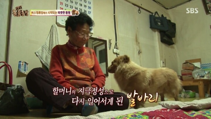 [동물농장] 할머니와 발바리의 따뜻한 우정 | 인스티즈