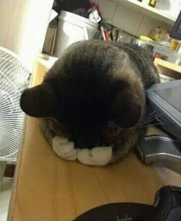 두통이 심한 고양이들.jpgif | 인스티즈