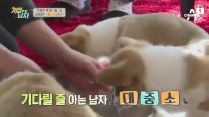 [개밥주는남자] 웰시코기 삼둥이 대중소 식탐고치기 (feat.갓형욱) | 인스티즈