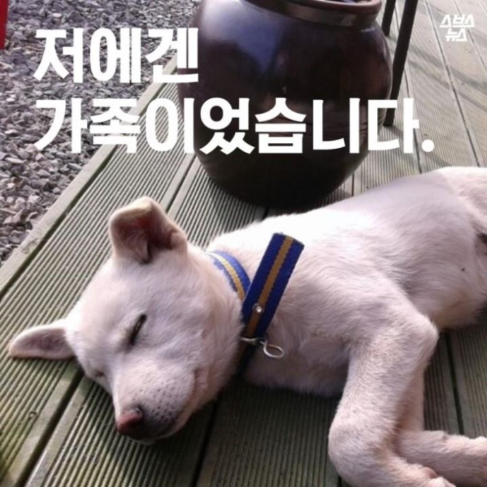 가족같은 강아지의 죽음 | 인스티즈
