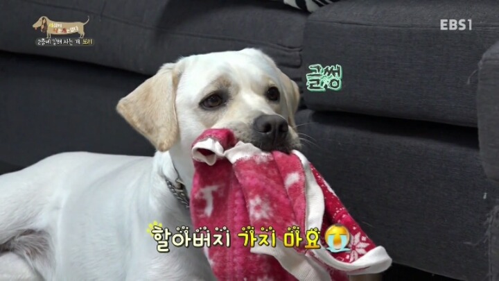 겁 많은 대형견 보리 | 인스티즈