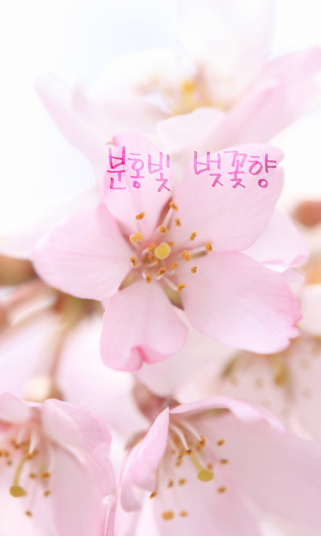 아씨 이미지