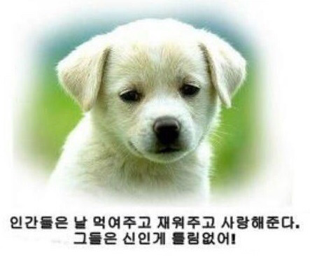 개와 고양이의 생각차이 | 인스티즈
