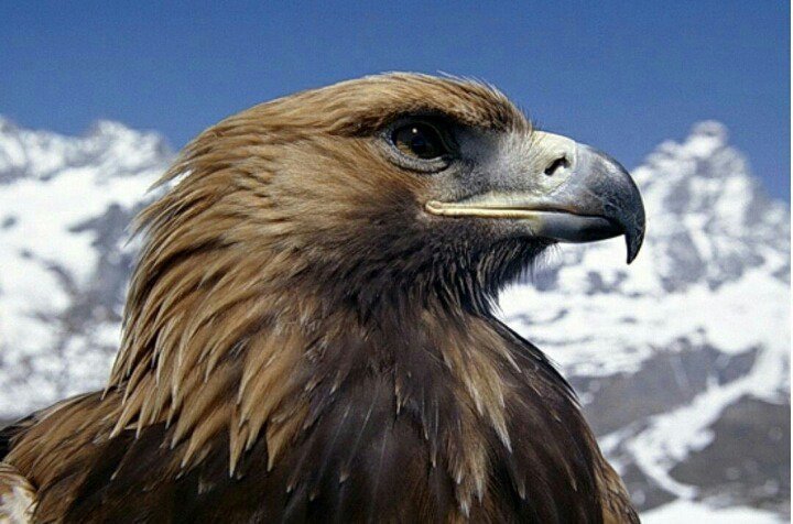 하늘의 제왕 검독수리.gif | 인스티즈