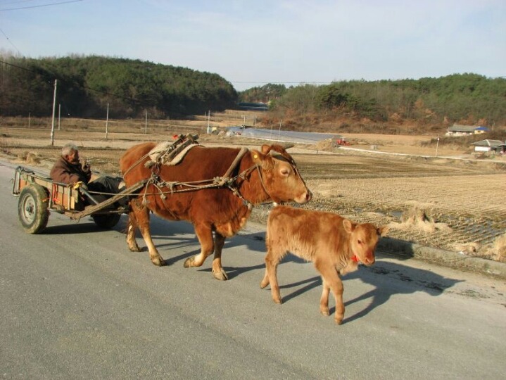 워낭소리 이미지