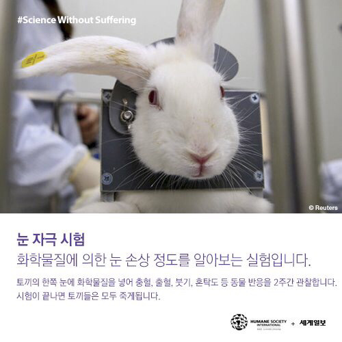 [필수!] 동물실험반대서명 하고가세요!!! 당신의 한서명이 몇천 몇만마리의 동물들을 살립니다!!! 서명하고 하는일마다 잘풀리는 복받아가세요~!! | 인스티즈
